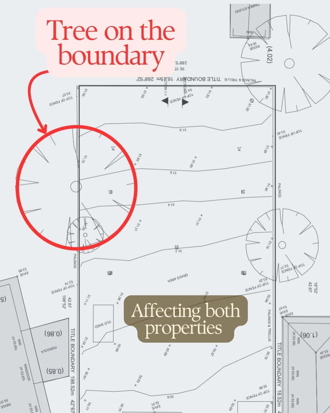 Tree on Bondary-Archidea